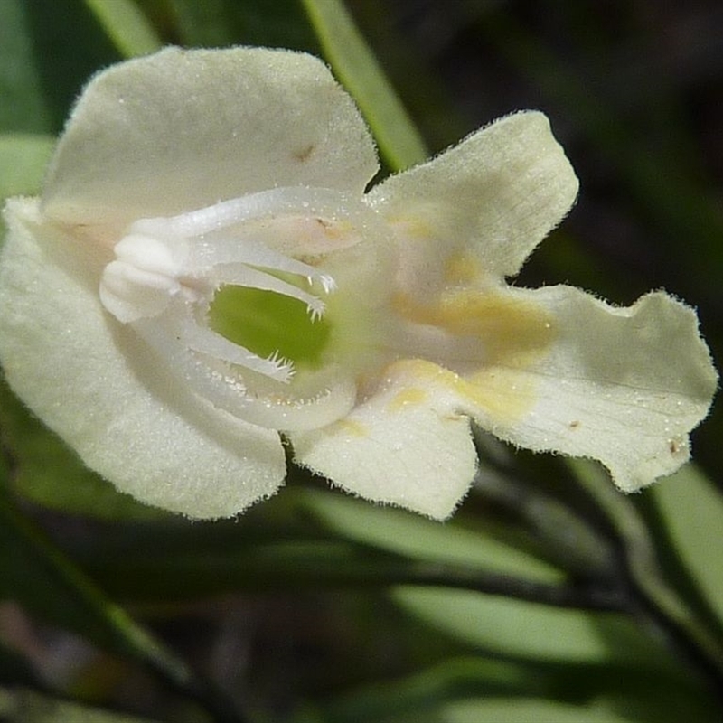 Jackie Miles, west of Moruya