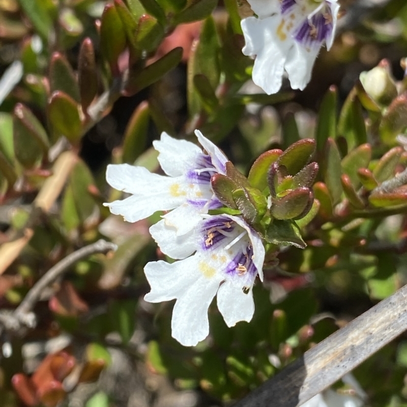 Prostanthera saxicola var. montana