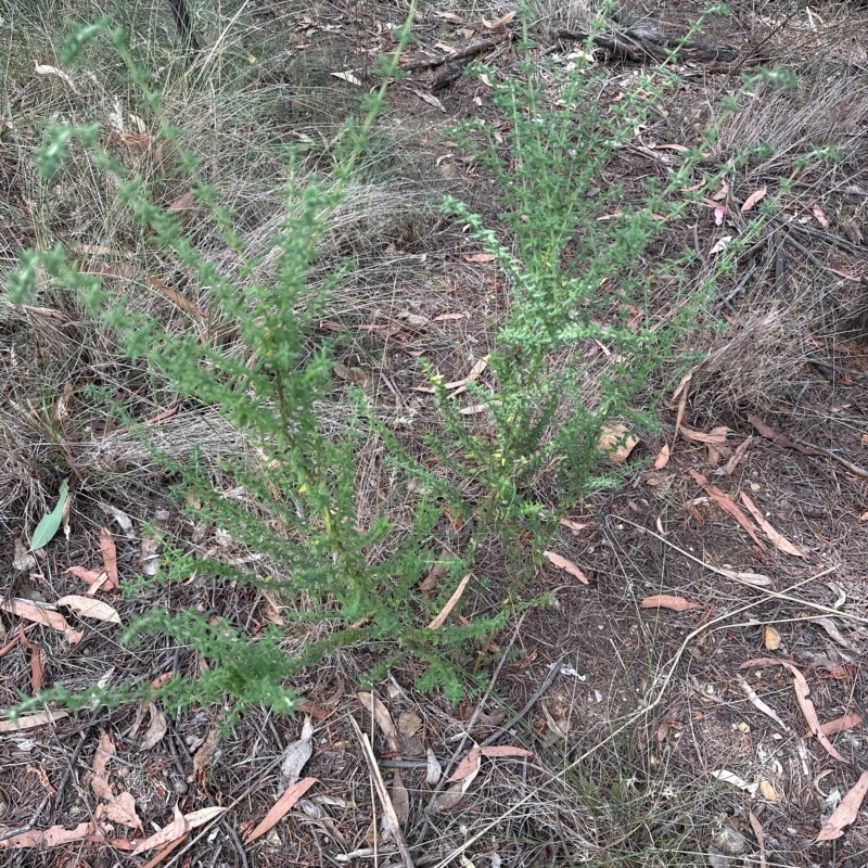 Prostanthera sp.