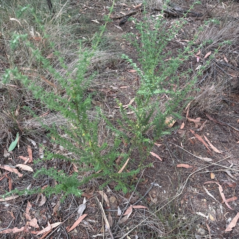 Prostanthera sp.