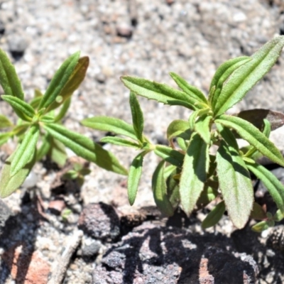 Prostanthera tallowa