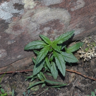 Prostanthera tallowa