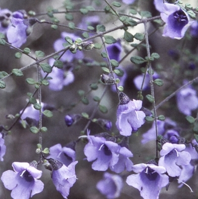 Prostanthera violacea