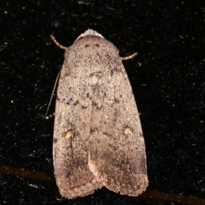 Proteuxoa (genus)