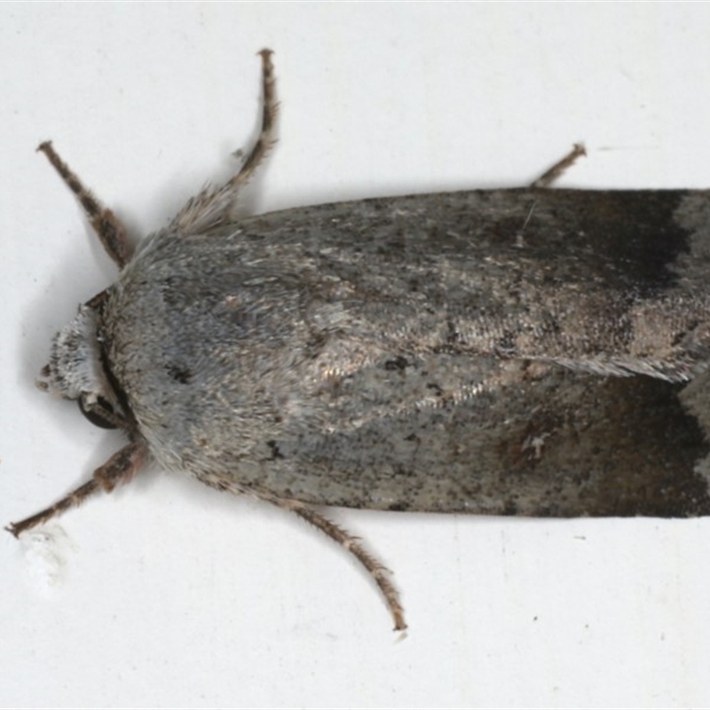 Proteuxoa amaurodes