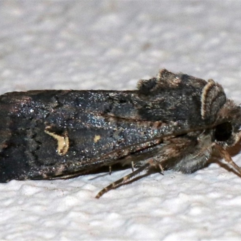 Proteuxoa bistrigula