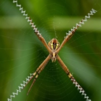 Argiope keyserlingi