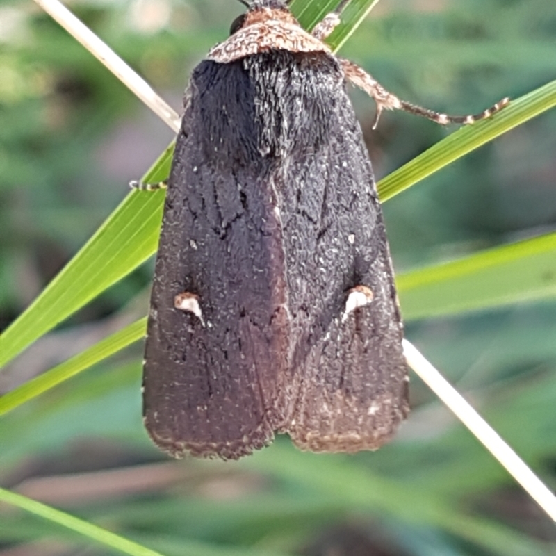 Proteuxoa testaceicollis