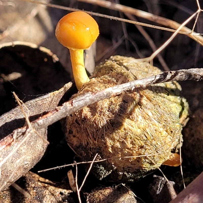 Protostropharia semiglobata