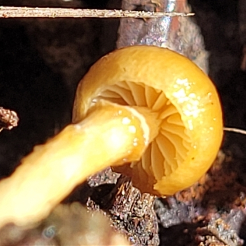 Protostropharia semiglobata