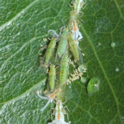 Protyora sterculiae