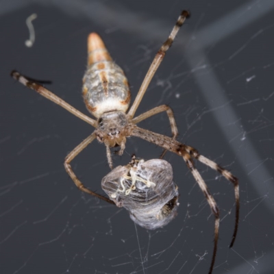 Argiope protensa