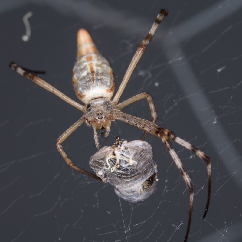 Argiope protensa