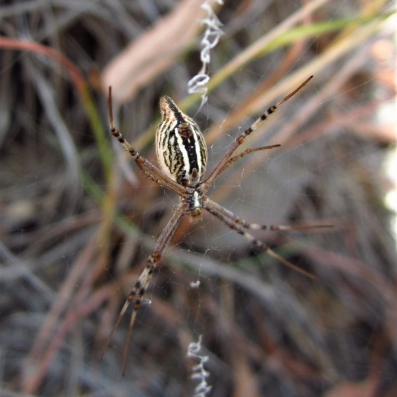 Argiope protensa