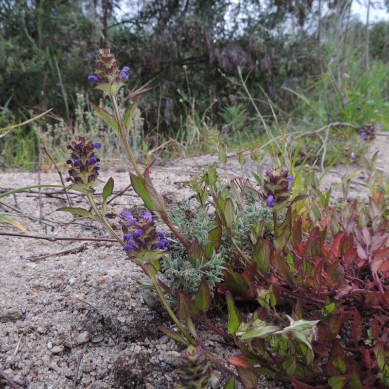 Prunella vulgaris