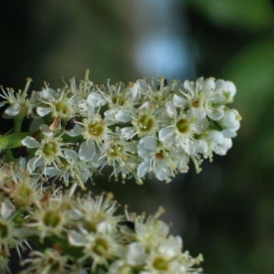 Prunus laurocerasus