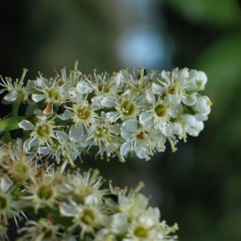 Prunus laurocerasus