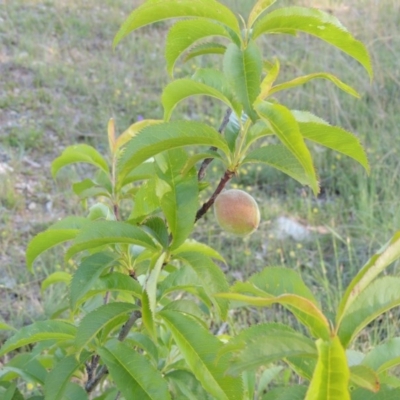 Prunus persica