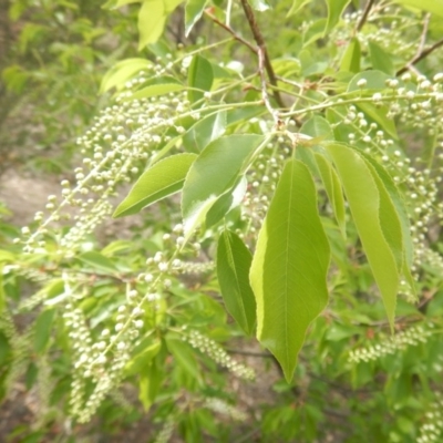 Prunus serotina