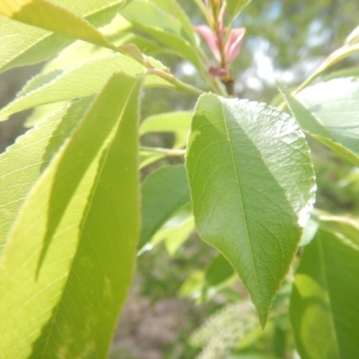 Prunus serotina