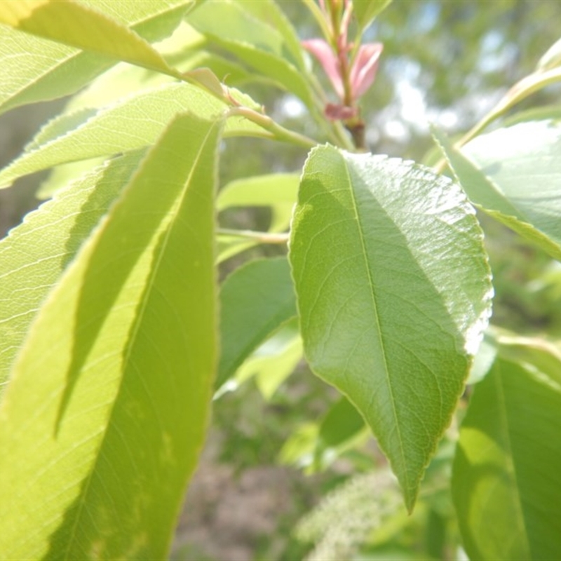 Prunus serotina