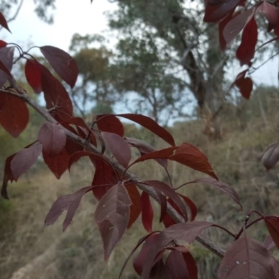 Prunus spinosa