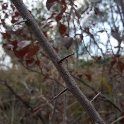 Prunus spinosa