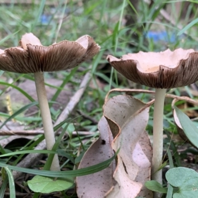 Psathyrella candolleana