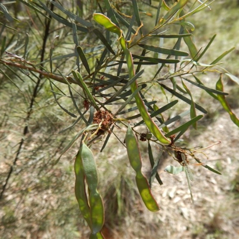 Acacia linifolia