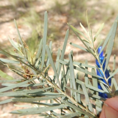 Acacia linifolia