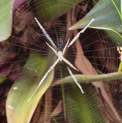 Argiope sp. (genus)