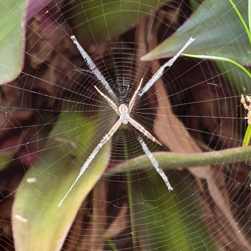 Argiope sp. (genus)