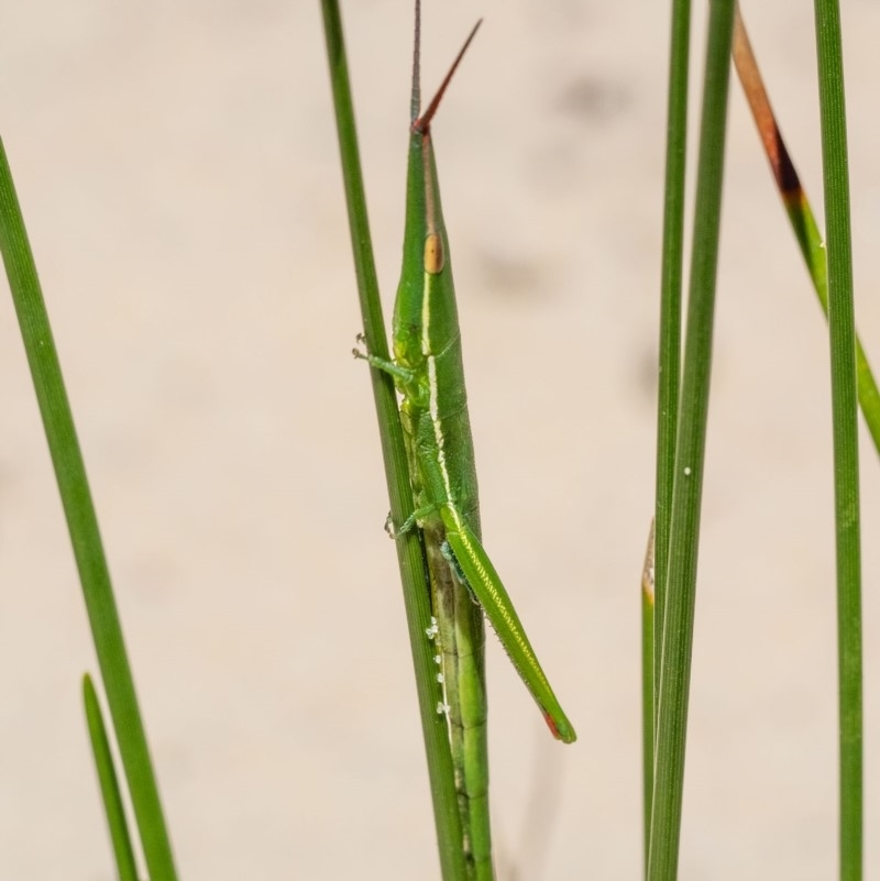 Psednura pedestris