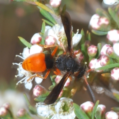 Pseudabispa bicolor