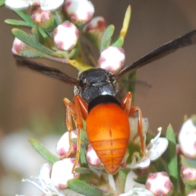 Pseudabispa bicolor