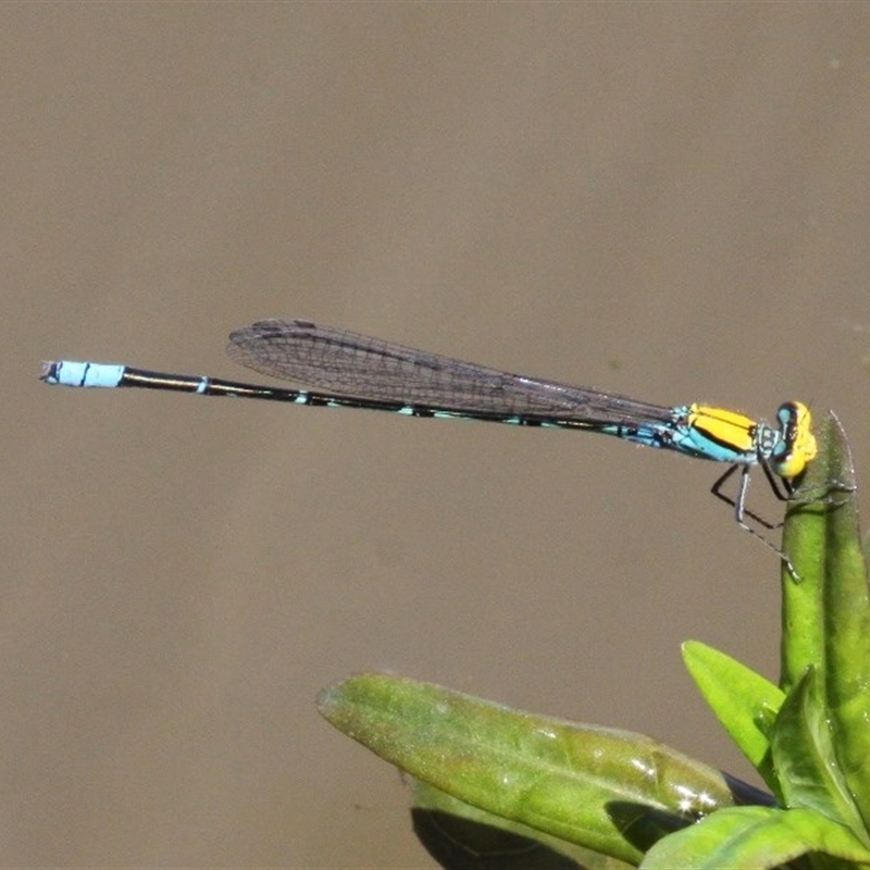 Pseudagrion aureofrons