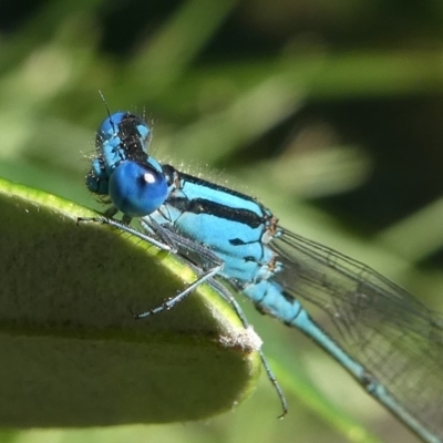 Pseudagrion microcephalum