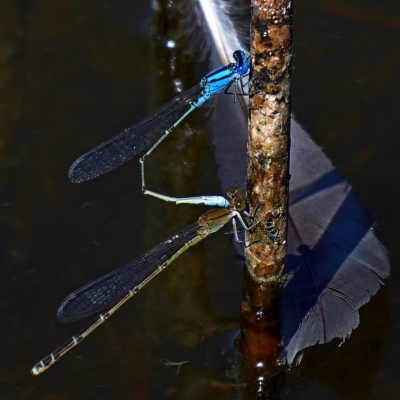 Pseudagrion microcephalum