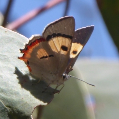 Pseudalmenus chlorinda