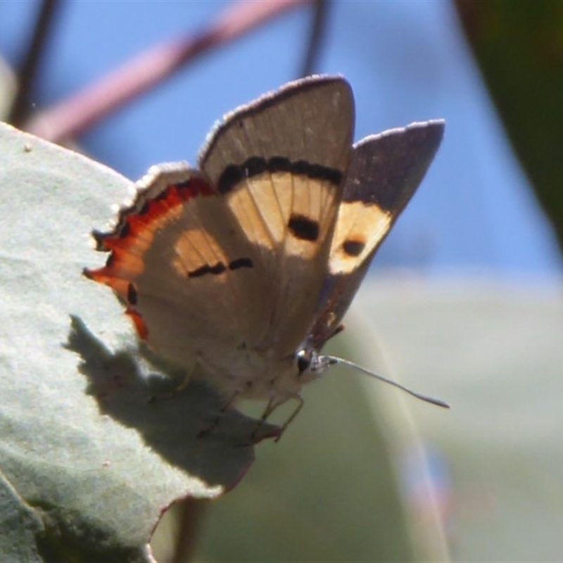 Pseudalmenus chlorinda