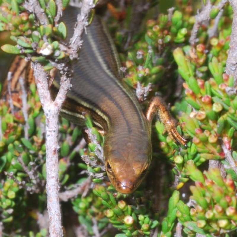 Pseudemoia rawlinsoni