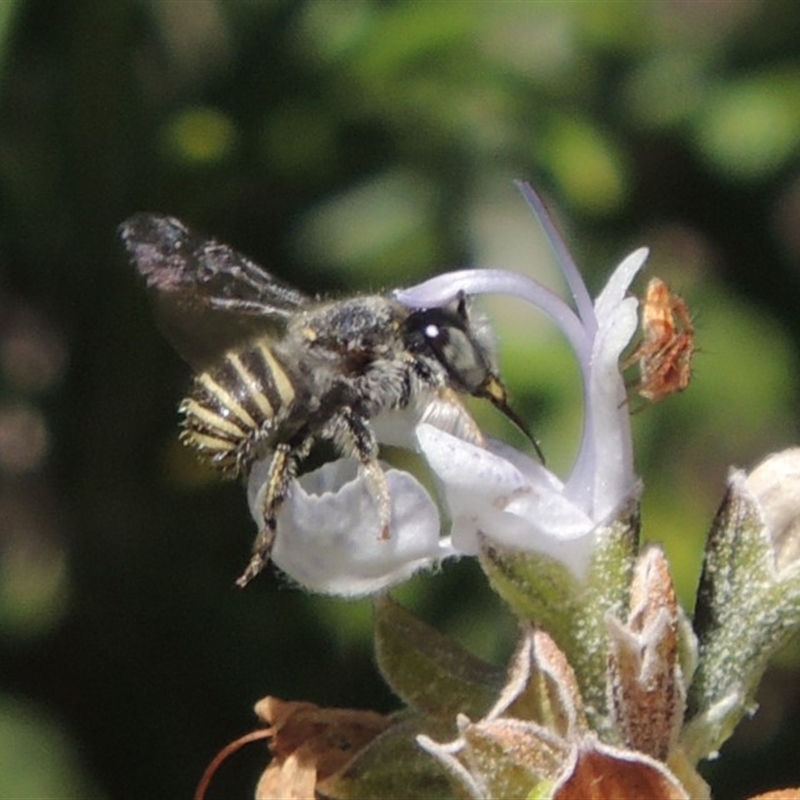 Pseudoanthidium (Immanthidium) repetitum