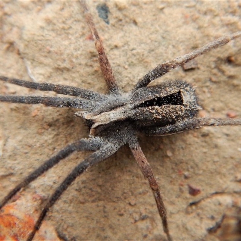 Argoctenus sp. (genus)