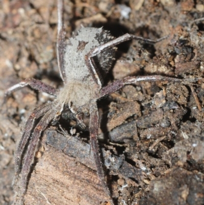 Argoctenus sp. (genus)