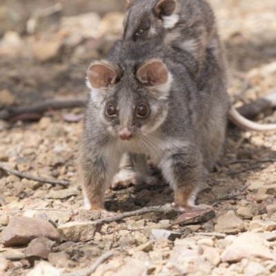 Pseudocheirus peregrinus