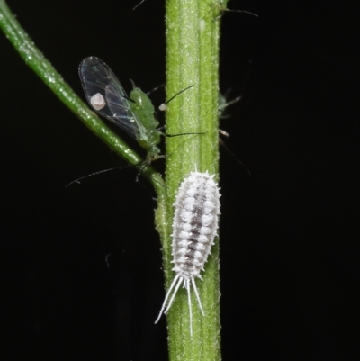 Pseudococcidae sp. (family)