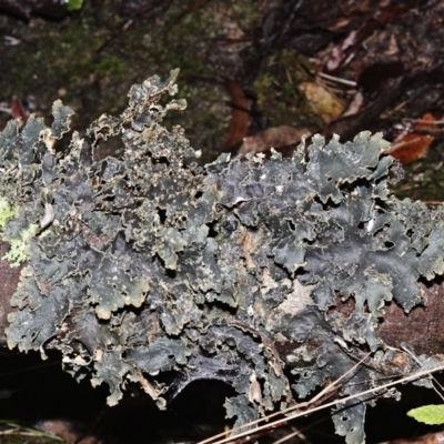 Pseudocyphellaria neglecta