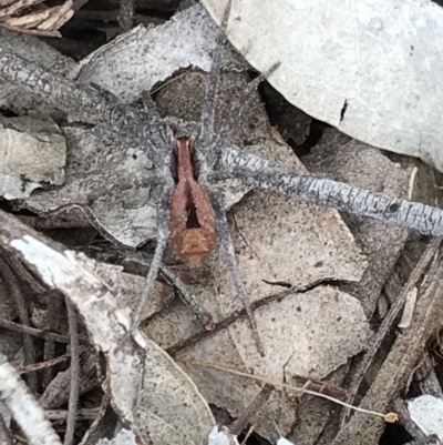 Argoctenus vittatus