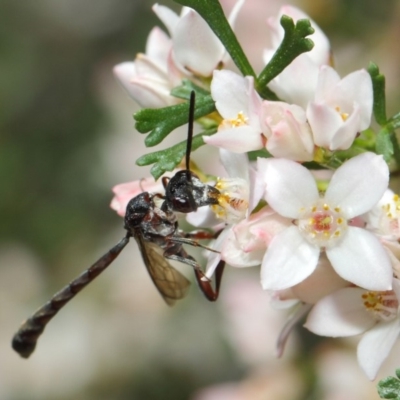 Pseudofoenus sp. (genus)