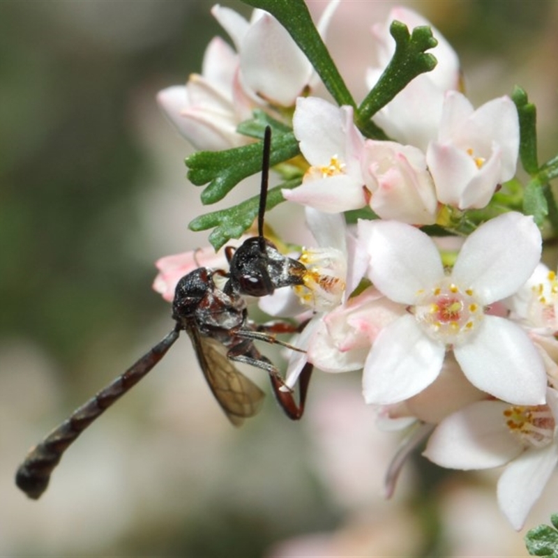 Pseudofoenus sp. (genus)